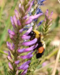 Bombus