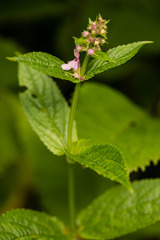 Stachys latidens