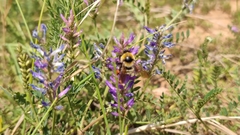 Bombus