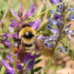 Bombus