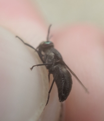 Chrysops cuclux