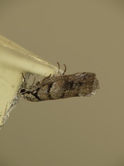 Lichenaula onychodes