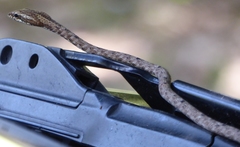 Dryophiops rubescens