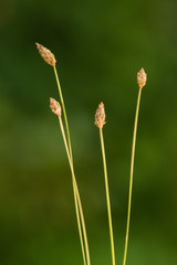 Eleocharis tuberculosa