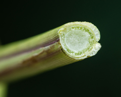 Hymenachne amplexicaulis