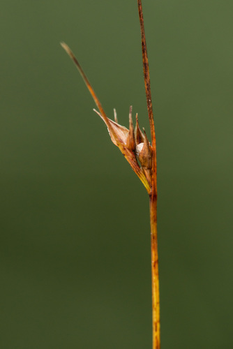 Scleria ciliata var. glabra