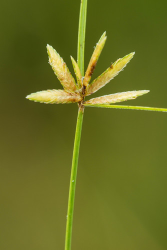 epiphytic flatsedge (Cyperus lanceolatus)