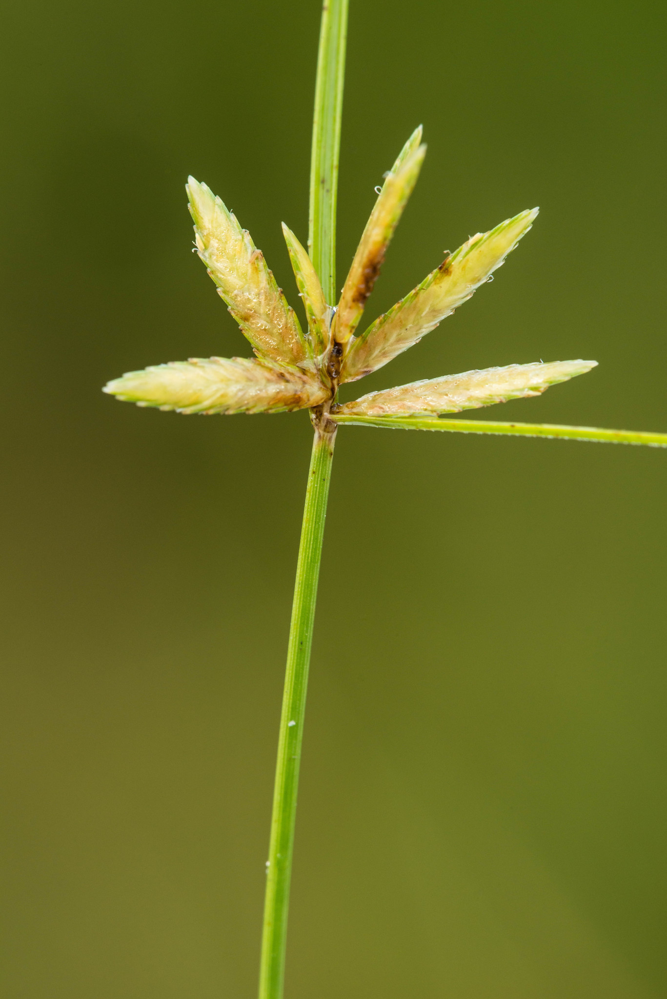 Cyperus lanceolatus
