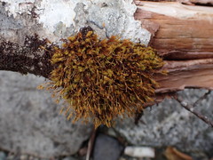 Ulota obtusiuscula