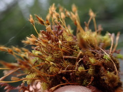 Ulota obtusiuscula