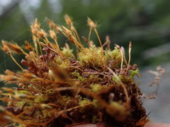 Ulota obtusiuscula