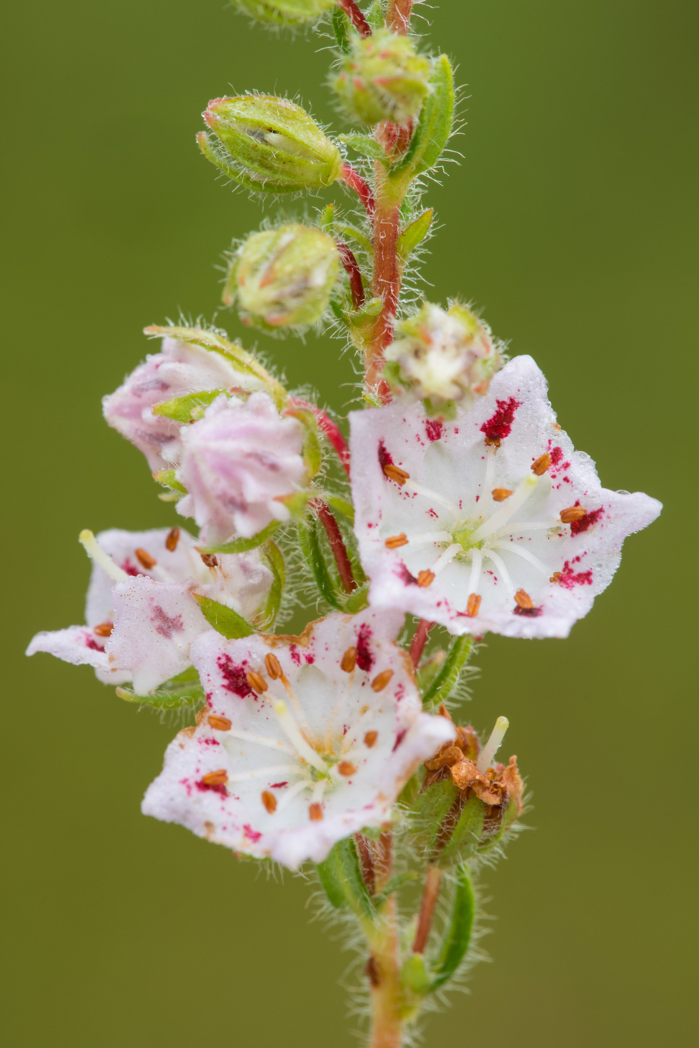 Kalmia hirsuta