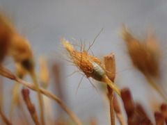 Ulota obtusiuscula