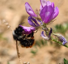 Bombus