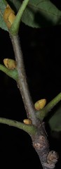 Carya pallida