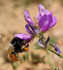 Bombus