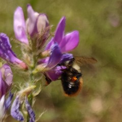 Bombus