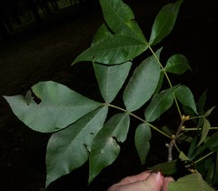 Carya pallida