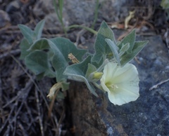 Calystegia malacophylla