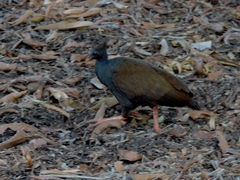 Megapodius reinwardt