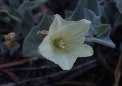 Calystegia malacophylla