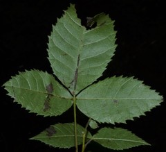 Carya pallida