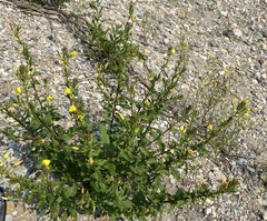 Oenothera rubricaulis