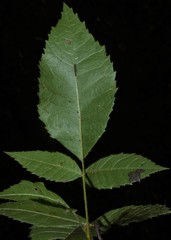 Carya pallida