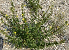 Oenothera rubricaulis