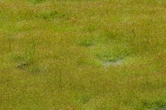 Eleocharis baldwinii