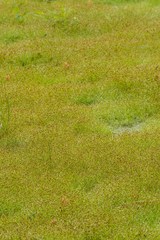 Eleocharis baldwinii