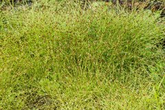 Eleocharis baldwinii