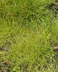 Eleocharis baldwinii