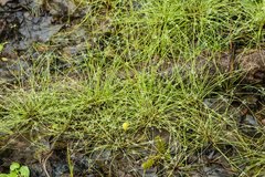 Eleocharis baldwinii