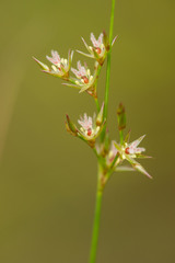 Juncus dichotomus