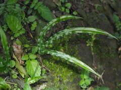 Pteris rugosifolia