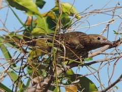 Sphecotheres vieilloti