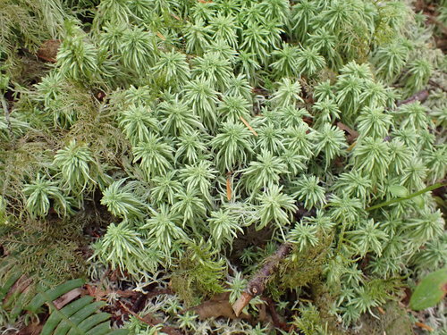 Image of Sphagnum rubiginosum by no rights reserved