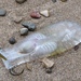 Twin-sailed Salp - Photo (c) emshaph, some rights reserved (CC BY-NC), uploaded by emshaph