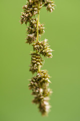 Carex decomposita