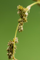 Carex decomposita