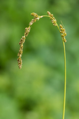 Carex decomposita
