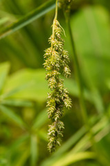 Carex decomposita