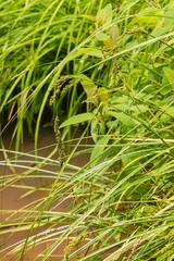 Carex decomposita
