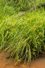 Carex decomposita