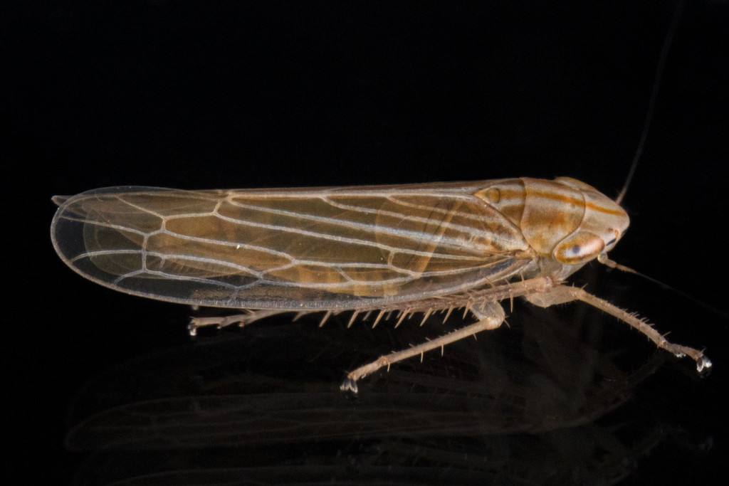 Cicadula