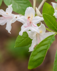 Rhododendron eastmanii