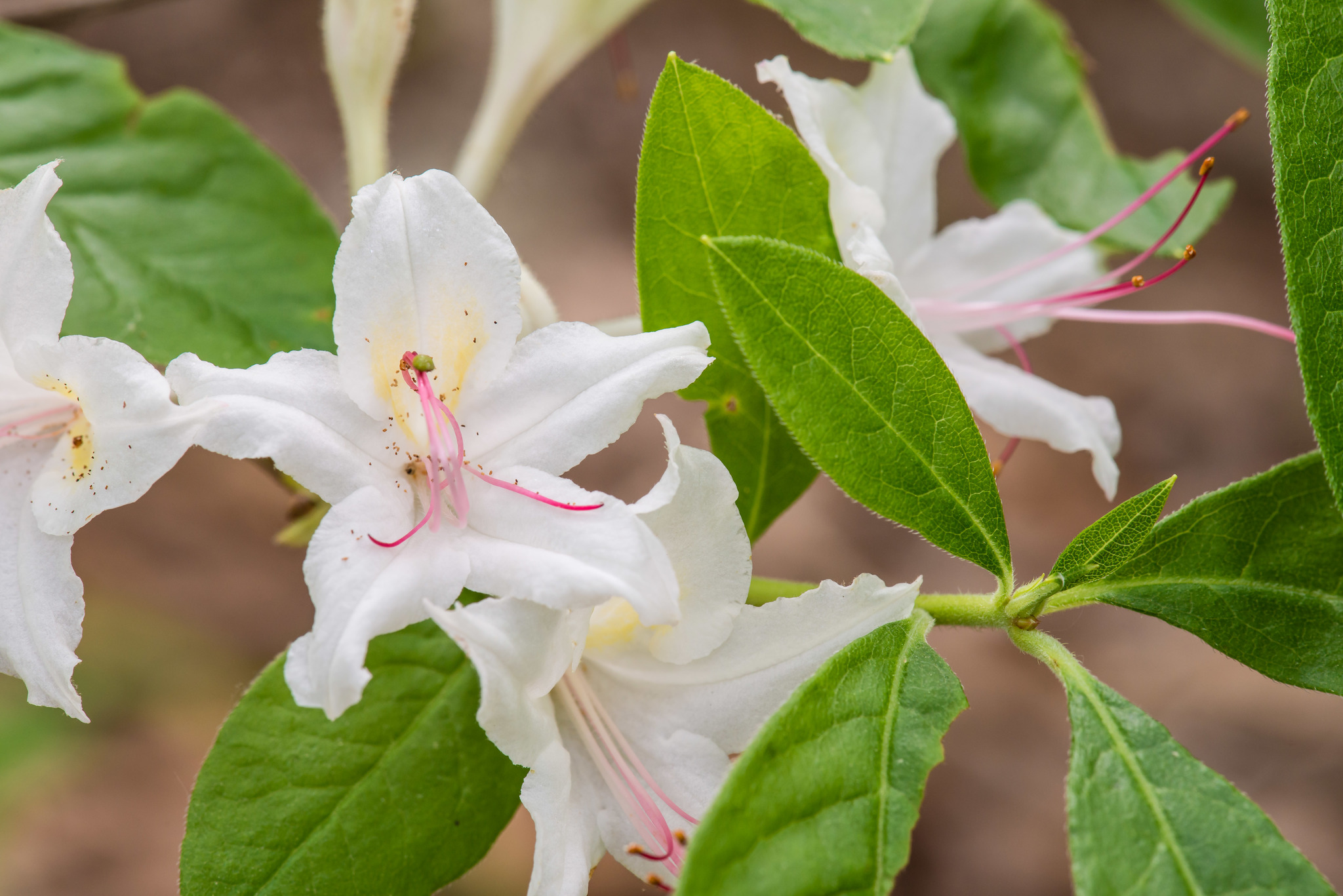 Rhododendron eastmanii
