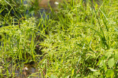 Carex decomposita
