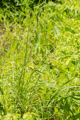 Carex decomposita